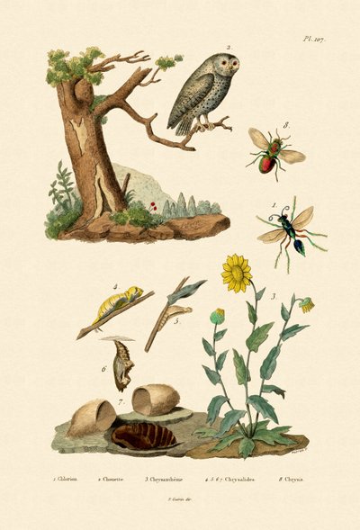 Cricket Hunter Wasp, 1833-39 tekijältä French School